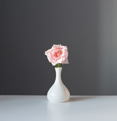 Poster - pink rose in white vase on gray background