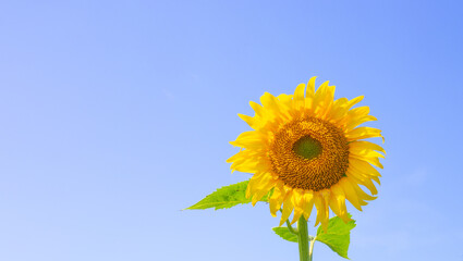 Wall Mural - Bright yellow sunflower against a blue sky with copy space. Summer sunny background for text