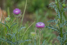 Thistles With Bees Closeup