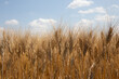 Hartweizen / Triticum durum / durum wheat / pasta wheat / blé dur