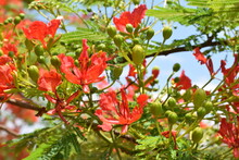 Flamboyant - Flores Vermelhas
