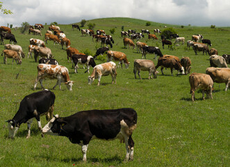 Wall Mural - Cows grazing in meadow, Natural pastures and organic cows 