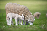 Fototapeta Konie - sheep and lamb