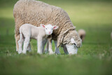 Fototapeta Konie - sheep and lamb