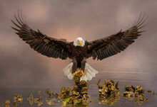 Let Freedom Ring Bald Eagle