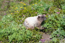 A Hoary Marmot In A Flower Meadow At Paradise In Mount Rainier National Park.  The Rodent Is Seeking A Meal Of Natural Vegetation Including Lupine Flowers