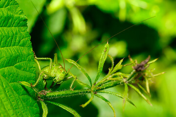 Poster - Grasshopper on a lush grass in the meadow