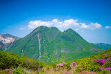 Fototapeta Na ścianę - 大分県の平治岳、大船山の登山道 Trail of Mt.Heijidake and Mt.Taisenzan in Oita Prefecture