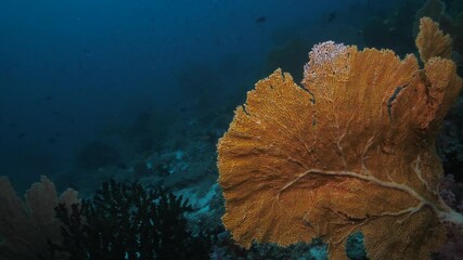 Wall Mural - big orange pink gorgonia corals alcyonacea venus fan with fish life in dark deep blue water of india