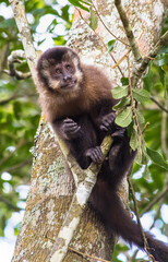 Poster - Close up de macaco-prego na árvore.