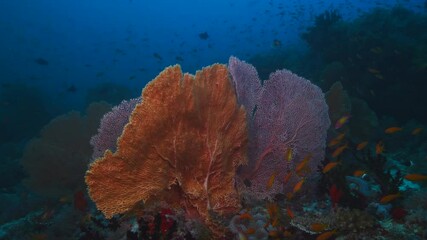 Wall Mural - big orange pink gorgonia corals alcyonacea venus fan with fish life in dark deep blue water of india