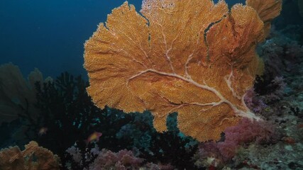 Wall Mural - big orange pink gorgonia corals alcyonacea venus fan with fish life in dark deep blue water of india