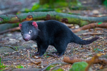 Baby Tasmanian Devil Waiting For Its Mom