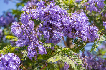 Wall Mural - Jacaranda mimosifolia tree with purple-blue flowers. Nature of California. 