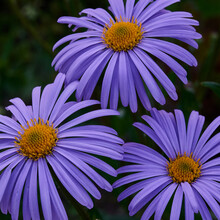 Close-up Shot Of A Blooming Purple Round Alpine Aster Aster Alpinus