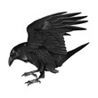 Raven drawing high quality vector illustration.Black Raven.Crow.