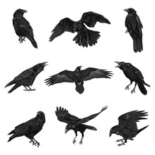 Raven Drawing High Quality Vector Illustration.Black Raven.Crow.