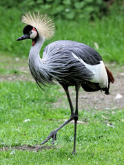 Poster - Selective focus of a crowned crane on green grasses in the wild