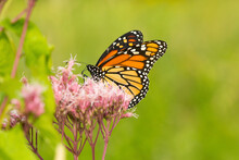 Monarch Butterfly On Joe Pye Weed In Newbury, New Hampshire.