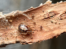 False Widow Spider. Steatoda Nobilis 