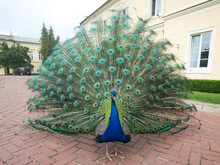 Peacock With The Tail Spread