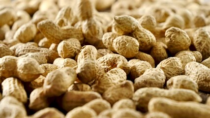 Wall Mural - peanut with shell falling in slow motion