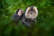 Monkey From India, Fur Coat Cleaning. Lion-tailed Macaque, Macaca Silenus, Mane Monkey Endemic To The Western Ghats Of South India. Cute Grey Back Mammla From Anaimalai In India, Asia Wildlife Nature.