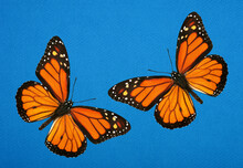 Bright Orange Monarch Butterfly On Blue. Colorful Butterflies On Blue Cardboard.