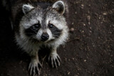 Racoon in Martinique island.