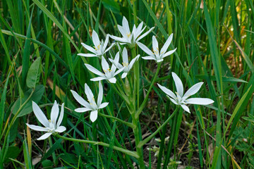 Wall Mural - plant of  garden star-of-Bethlehem