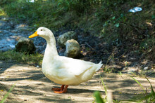 White Duck On The Bay Of Kadincik Dam Lake, In Tarsus, Mersin, Turkey