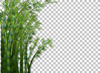 Wall Mural - Bamboo tree on transparent background