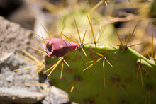 The Fruit Of The Prickly Pear Cactus. Wild Cactus With Fruit.