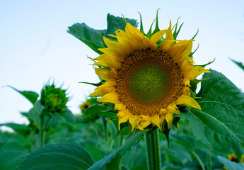 Wall Mural - Sunflower (Helianthus ) close up shot. Sunflower blooming. Bright yellow flowers. Botanical background. 
