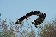 A Fish Eagle, Haliaeetus Vocifer, Talons Grabbing