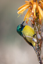 Collared Sunbird, Hedydipna Collaris, On An Aloe