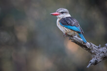 Brown Headed Kingfisher, Halcyon Albiventris, Sitting On A Branch