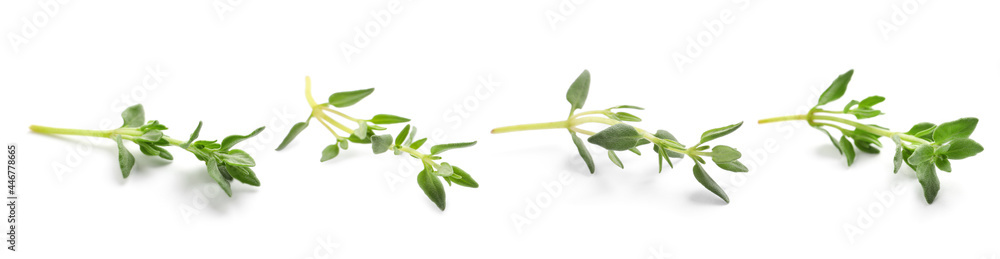 Set with aromatic thyme on white background. Banner design - obrazy, fototapety, plakaty 
