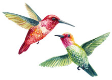 Hummingbirds On An Isolated White Background. Watercolor Birds
