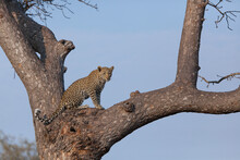 A Leopard, Panthera Pardus, Sits In A Tree, Blue Background