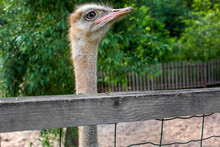 Portrait Of A Long-necked Ostrich With Gray Eyes Near A Wooden Fence Of A Nature Reserve To Protect Wild African Animals The Environment, Close-up Shaggy Bird Head.