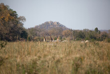 A Journey Of Giraffe, Giraffa Camelopardalis Giraffa, Stand In A River Bed, Mountain In The Background