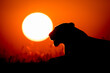 © Mint Images - The silhouette of a lioness, Panthera leo, lying down at sunset, yellow sun background