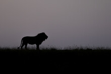 The Silhouette Of A Male Lion, Panthera Leo, Standing In A Clearing In Short Grass, In Black And White