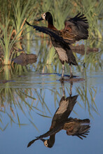 A White-faced Whistling Duck, Dendrocygna Viduata, Takes Off Inot Flight From Water, Reflection In Water