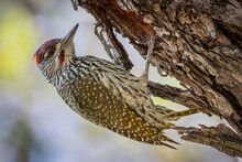 A Golden Tailed Woodpecker, Campethera Abingoni, Clings To The Trunk Of A Tree