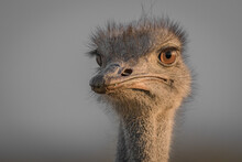 The Head Of An Ostrich, Struthio Camelus, Looking Past Camera, Blurred Background.