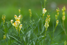 Yellow Snapdragon Flowers Grow On A Green Meadow