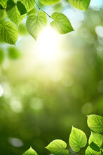 Fresh Spring, Summer Green Foliage Of Tree Leaves And A Bright Sunny Springtime Bokeh Portrait Background.