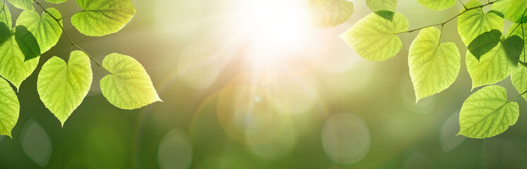 fresh spring, summer green foliage of tree leaves and a bright sunny springtime bokeh banner backgro